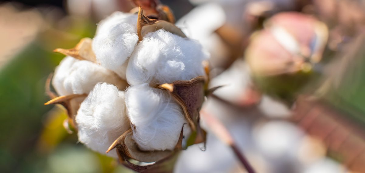 How to Care for Your Organic Cotton Shirt